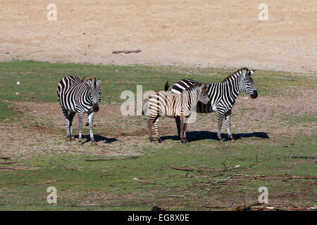 Group of Grant's zebras (Equus quagga boehmi), two mature animals and a  young foal Stock Photo