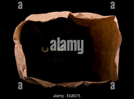 Black cat hiding in the shadows of a paper bag, with her eyes gleaming in the darkness, isolated on black