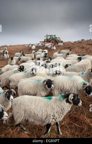 Farmer giving supplemental feed to Swaledale sheep in winter early spring on the North York Moors. Stock Photo
