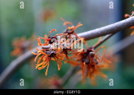 hamamelis x intermedia aphrodite witch hazel hazels closeup selective focus deciduous shrubs trees flowers petals RM Floral Stock Photo