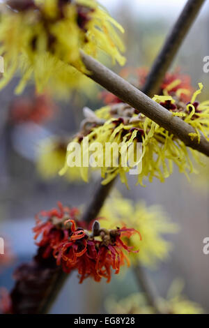 hamamelis x intermedia pallida diane witch hazel hazels closeup selective focus deciduous shrubs trees flowers petals RM Floral Stock Photo