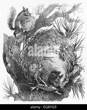 Vintage 19th century old drawing representing a squirrel nest Stock Photo