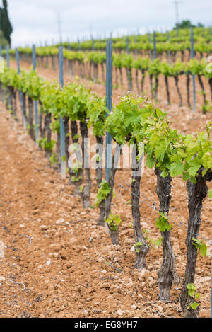 Vineyard in Catalonia Stock Photo