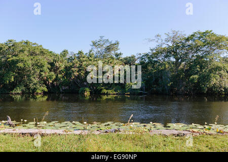 Crocodile sunning itself on the banks of New River, Orange Walk, Belize Stock Photo