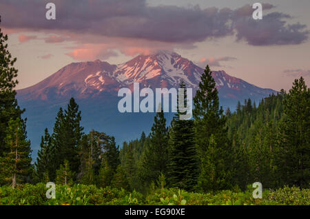 Mount Shasta alpenglow, northern California. Stock Photo