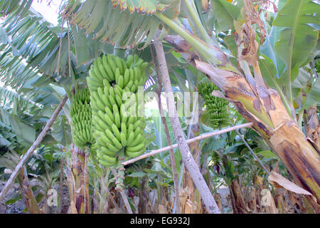 Fresh Bananas growing in La Palma Stock Photo