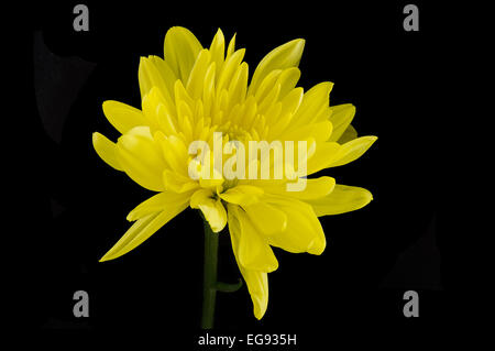 Singe Yellow Chrysanthemum Stock Photo