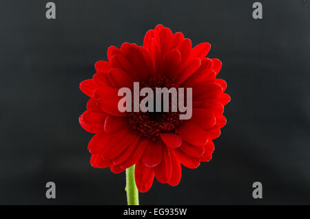 Single Red Gerber Daisy Stock Photo