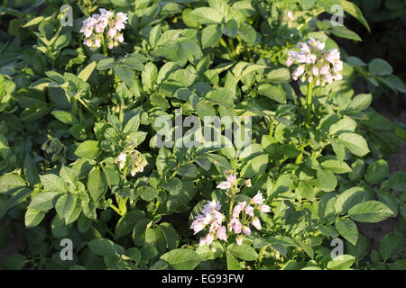 Potatoes growing and blossoming in a farm field Stock Photo