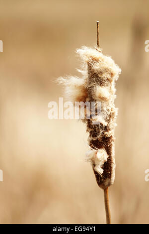 The catkin on a cattail plant going to seed. Stock Photo