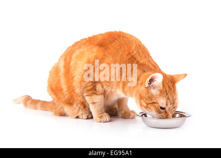 Orange tabby cat eating out of a silver bowl, on white Stock Photo