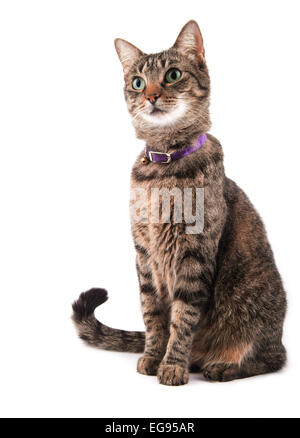 Brown tabby cat looking to the left of the viewer with a curious expression, on white Stock Photo