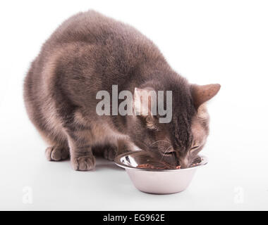 Blue tabby cat eating out of a silver bowl, on white background Stock Photo