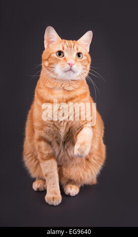 Orange tabby cat sitting against dark gray background, with his paw up in air Stock Photo