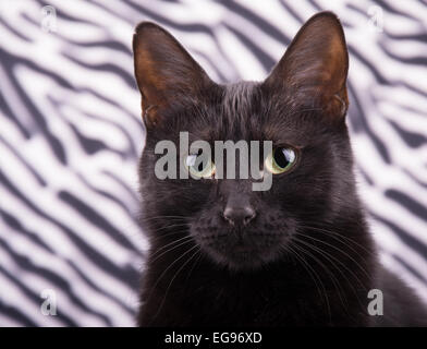 Portrait of a black cat against zebra print background Stock Photo