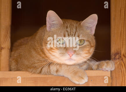 Ginger tabby cat resting on a rustic wooden staircase, looking attentively down at the viewer Stock Photo