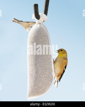 Two American Gold Finches in their winter plumage feeding Nyjer seed off a mesh feeder, against winter sky Stock Photo