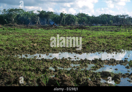 Tropical swamp forest recently cleared and burned for cultivation in Belize, Central America Stock Photo