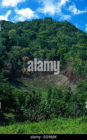 Shifting cultivation on a steep forest hillside slope in Belize. This field was recently converted from tropical rainforest to agricultural land. Stock Photo