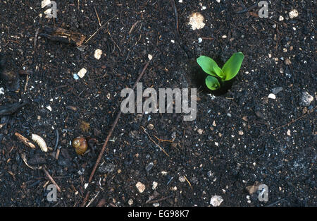 Corn seedlings emerging from soil on Mayan farm 2 weeks after the field was cleared of tropical rainforest and burned for agricultural land. Zea mays Stock Photo