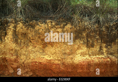 Ultisol soil profile in tropical pine savanna ecosystem showing A horizon and B horizon in Belize, Central America Stock Photo