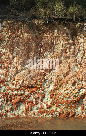 Iron concretions developing in a tropical soil, an Ultisol, Belize, Central America Stock Photo