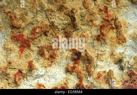 Iron concretions developing in a tropical Ultisol under a pine savanna in Belize. The gray material is Kaolinite, a clay mineral Stock Photo