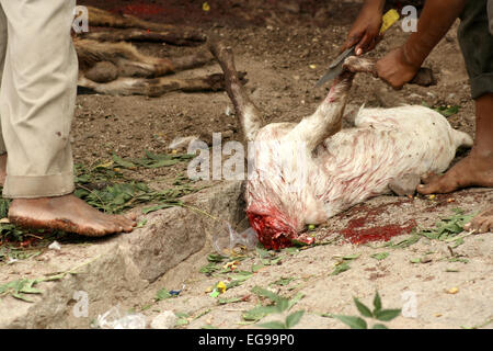 Hindus make animal sacrifice during Bonalu festival for  goddess in temple at Golconda fort in Hyderabad,India  on July 7,2014. Stock Photo