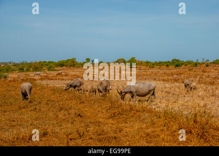 Water buffaloes grazing on a dry grassland during dry season in Rote Island, Rote Ndao, East Nusa Tenggara, Indonesia. Stock Photo