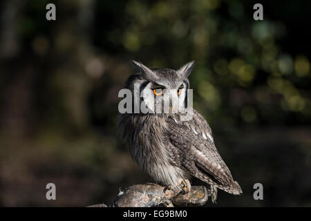 Little White Faced Owl perched on a falconer's glove at the Hawk Conservancy Stock Photo