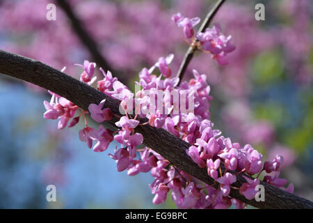 Judas tree branches in blossom closeup Stock Photo