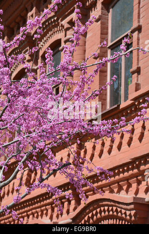 Judas tree branches in blossom against old red brick building. Stock Photo