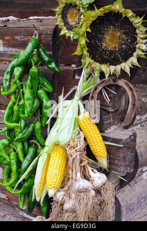 Way of drying of vegetables on the sun Stock Photo