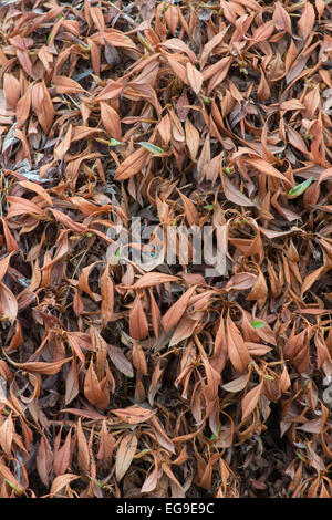 Alpine Bistort: Bistorta vivipara. Brown leaves in winter Stock Photo