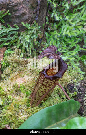 Monkey Cup: Nepenthes aff. maxima. Stock Photo