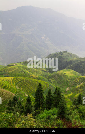 Dragon's Backbone rice terraces, Guilin, Longsheng, Guangxi Zhuang, China Stock Photo