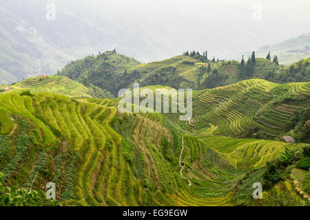 Dragon's Backbone rice terraces, Guilin, Longsheng, Guangxi Zhuang, China Stock Photo