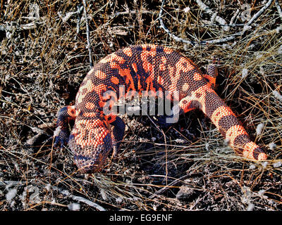 Gila Monster, Arizona, america, USA Stock Photo