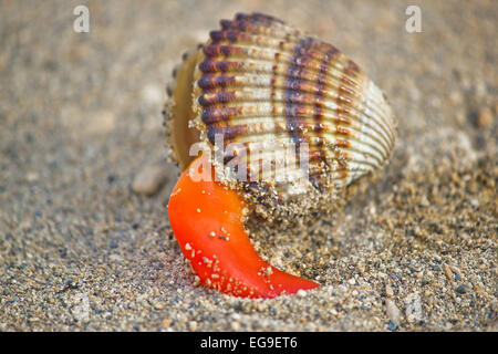 Rough cockle (Acanthocardia tuberculata) sea shell out of its armor on sand background Stock Photo