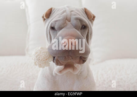 Shar pei dog with white flower in mouth Stock Photo