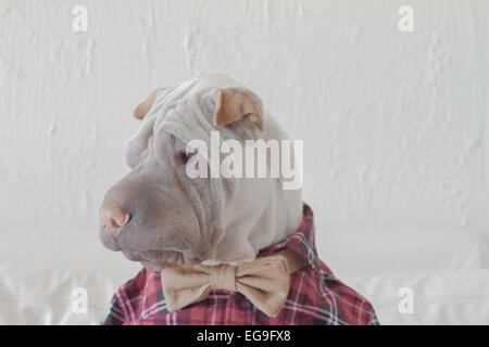 Family portrait: Will - Scottie dog sweater, polo and corduroy