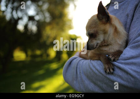Close-up of person carrying chihuahua in arms Stock Photo
