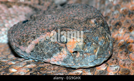 Close-up of Western Diamond-Backed Rattlesnake snake, Arizona, United States Stock Photo