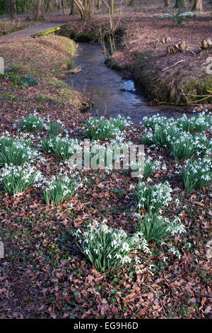 Snowdrops and stream in the winter at Evenley Wood Gardens. Evenley wood gardens, Evenley, Northamptonshire, England Stock Photo