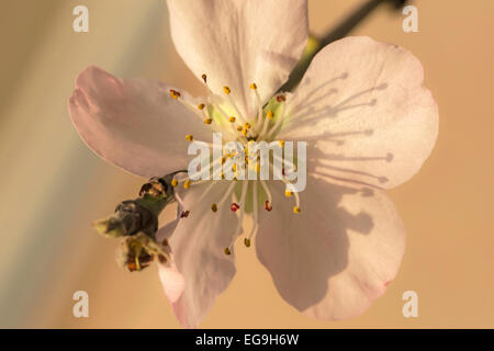 Macro of Prunus serrulata or Japanese Cherry- flowering cherry blossoms against a soft pastel background. Stock Photo