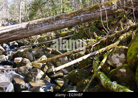 The old, fallen tree lies over the big stones Stock Photo