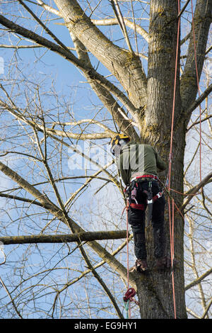 Tree surgeon cutting down a Poplar trees in a managed woodland. UK Stock Photo