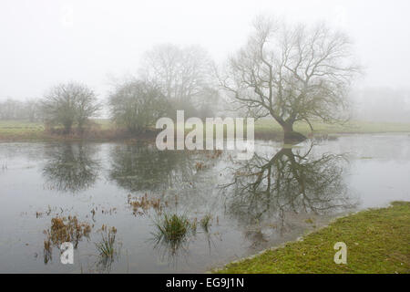 Ems river floodplains in the fog, Emsland, Lower Saxony, Germany Stock Photo