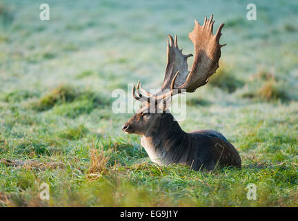 Fallow Deer (Dama dama), buck, lying on a meadow, captive, Bavaria, Germany Stock Photo