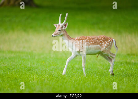 Fallow Deer (Dama dama), young buck with spike, velvet antlers, running on a meadow, captive, Bavaria, Germany Stock Photo
